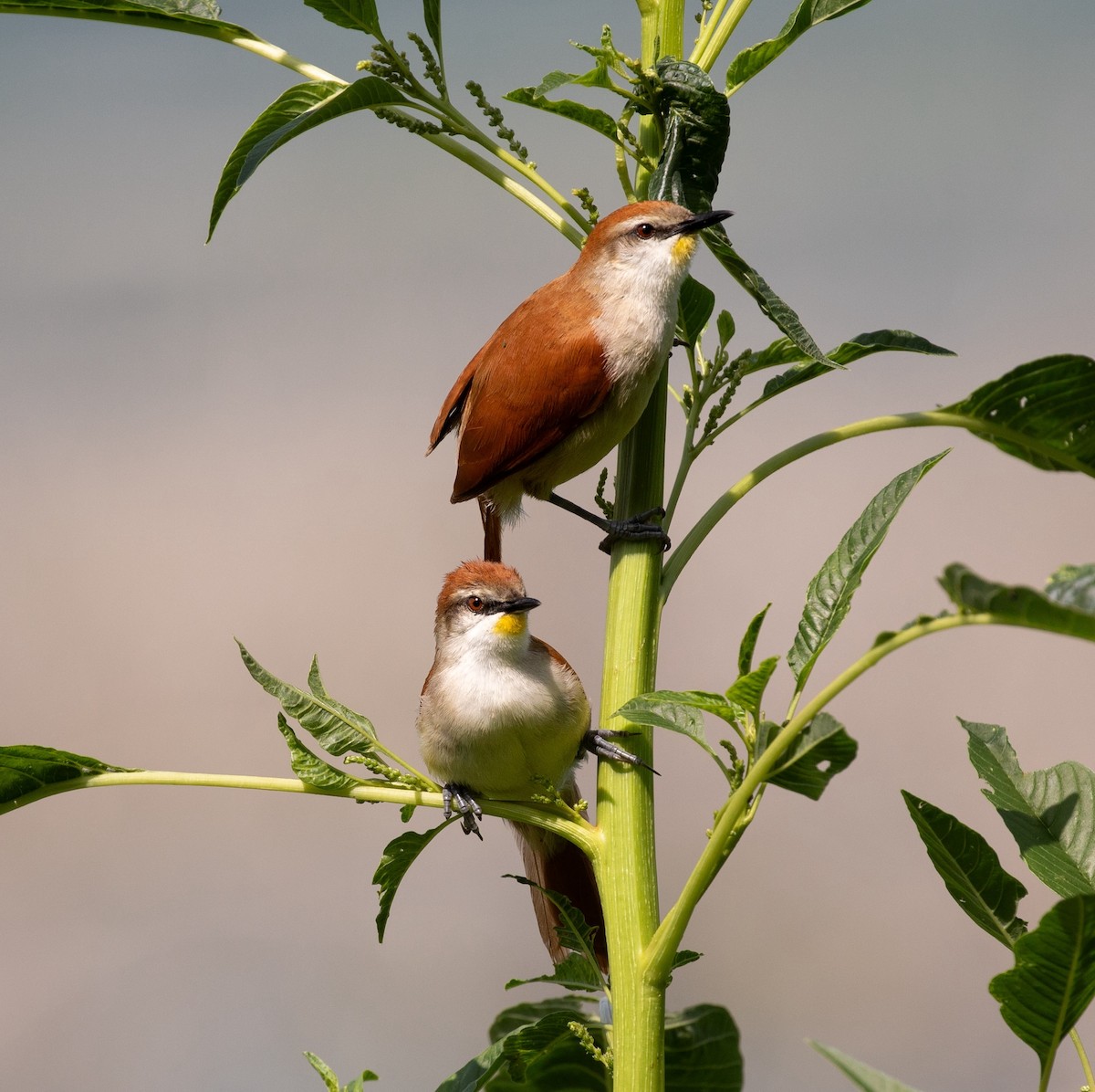 Yellow-chinned Spinetail - ML620238311