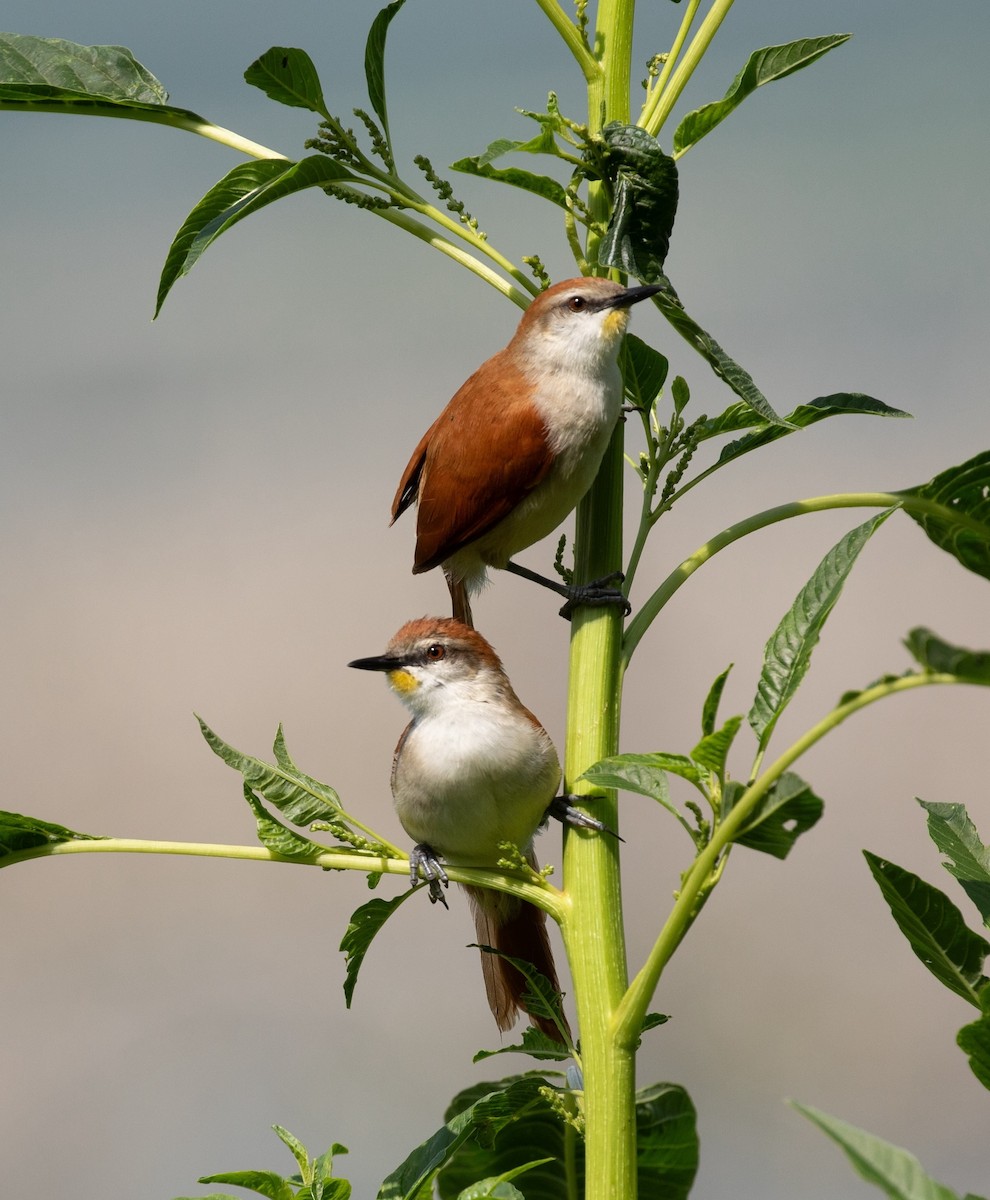 Yellow-chinned Spinetail - ML620238312
