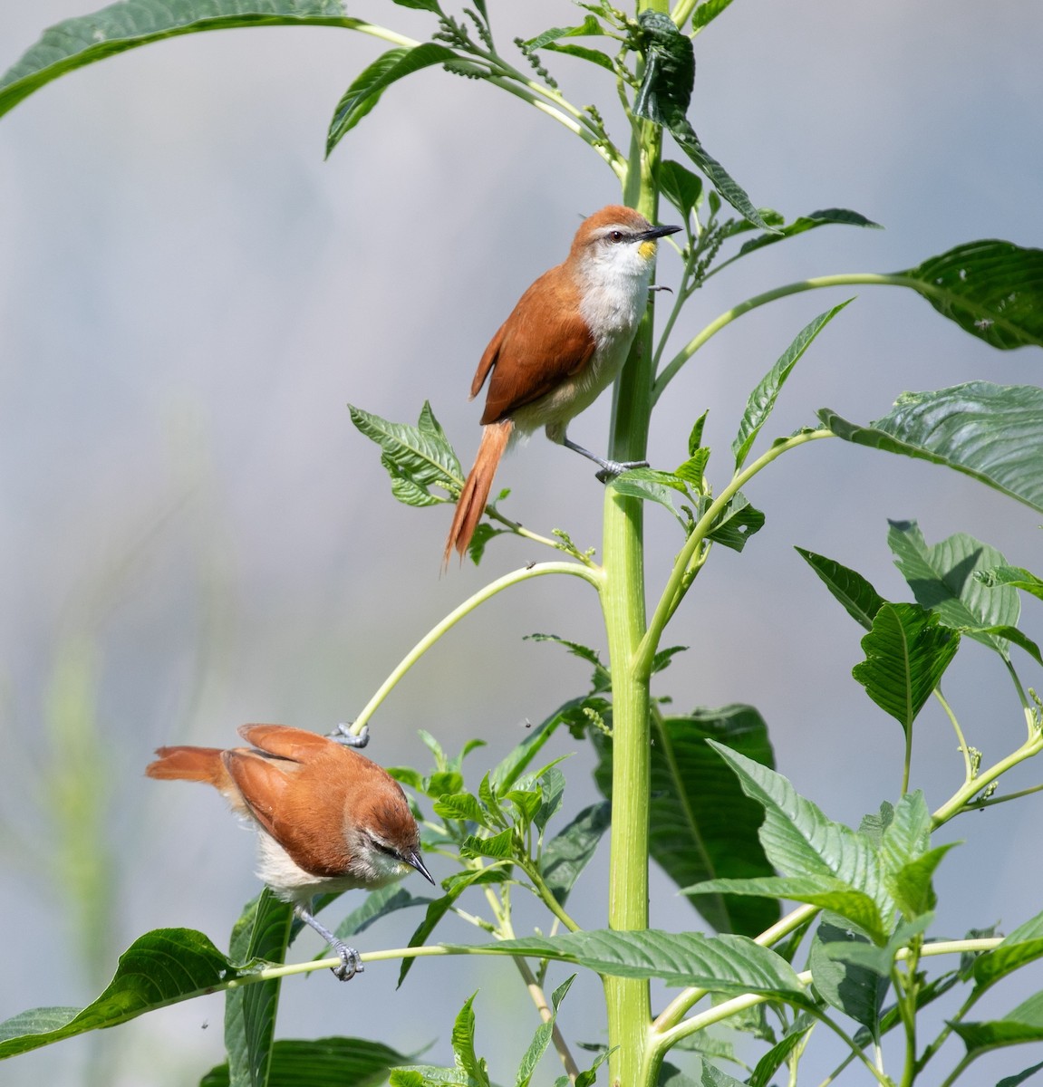 Yellow-chinned Spinetail - ML620238313