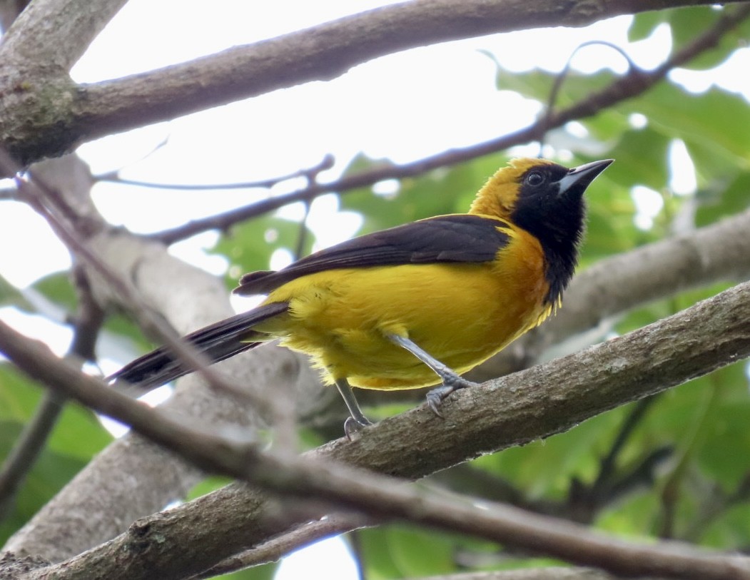 Yellow-backed Oriole - ML620238315