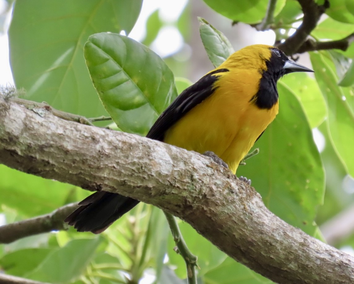 Yellow-backed Oriole - ML620238316