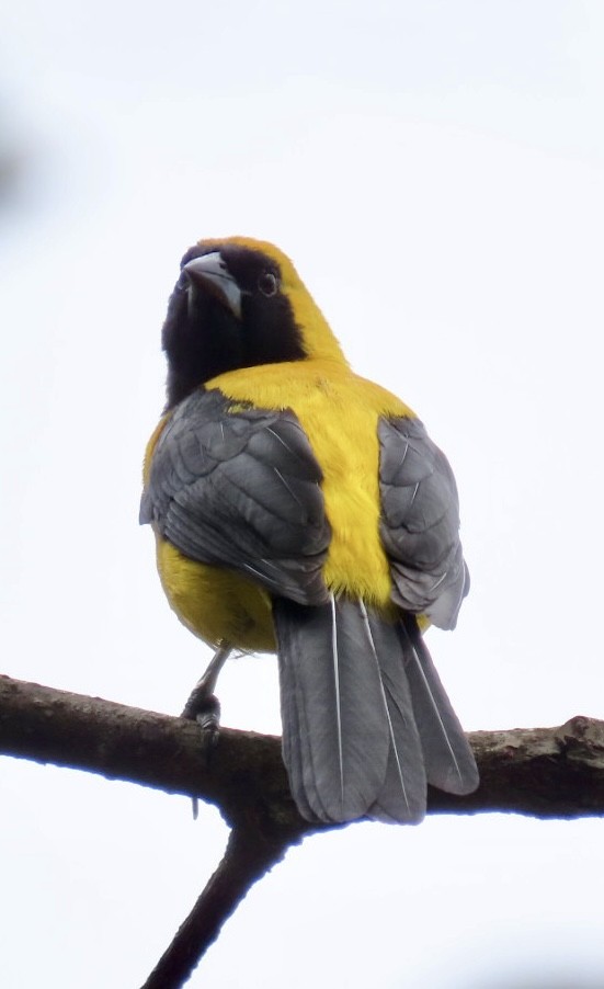 Yellow-backed Oriole - ML620238317