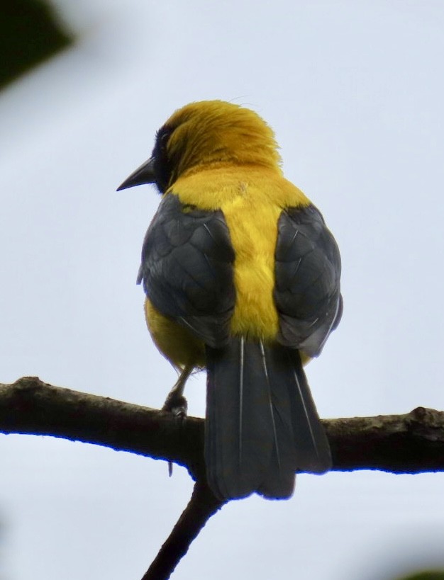 Yellow-backed Oriole - ML620238318