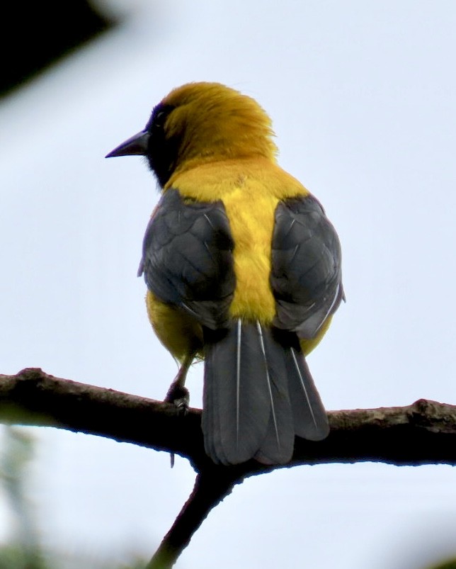Yellow-backed Oriole - ML620238319
