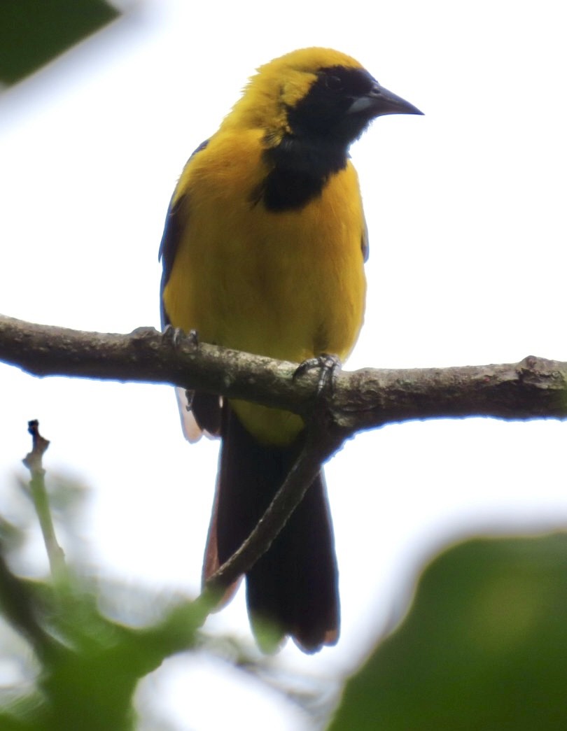 Yellow-backed Oriole - Carlos Sanguinetti