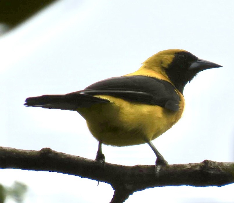 Yellow-backed Oriole - ML620238321