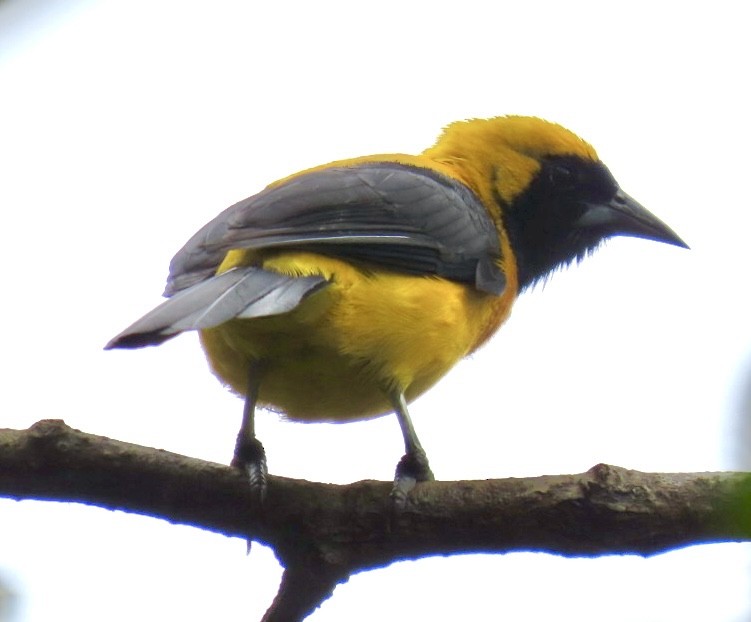 Yellow-backed Oriole - ML620238322