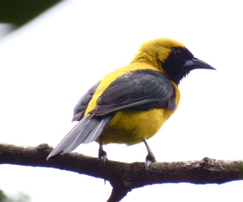 Yellow-backed Oriole - ML620238323