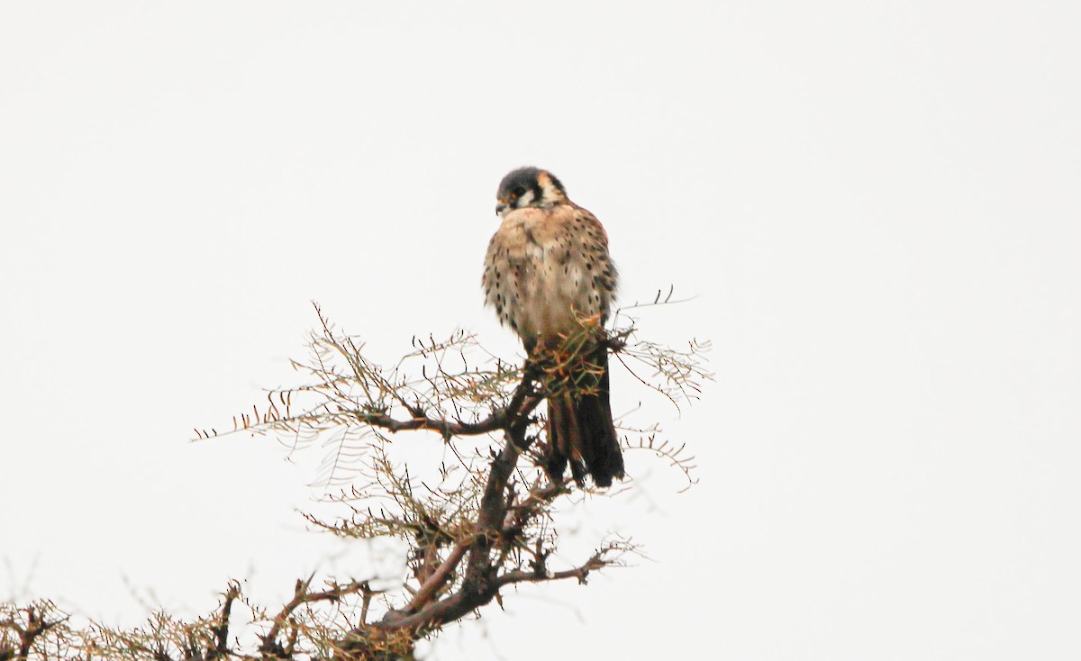 American Kestrel - ML620238335