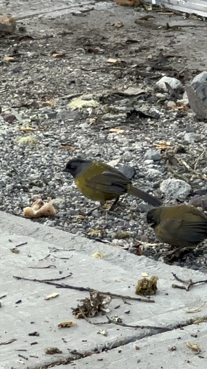 Large-footed Finch - ML620238338