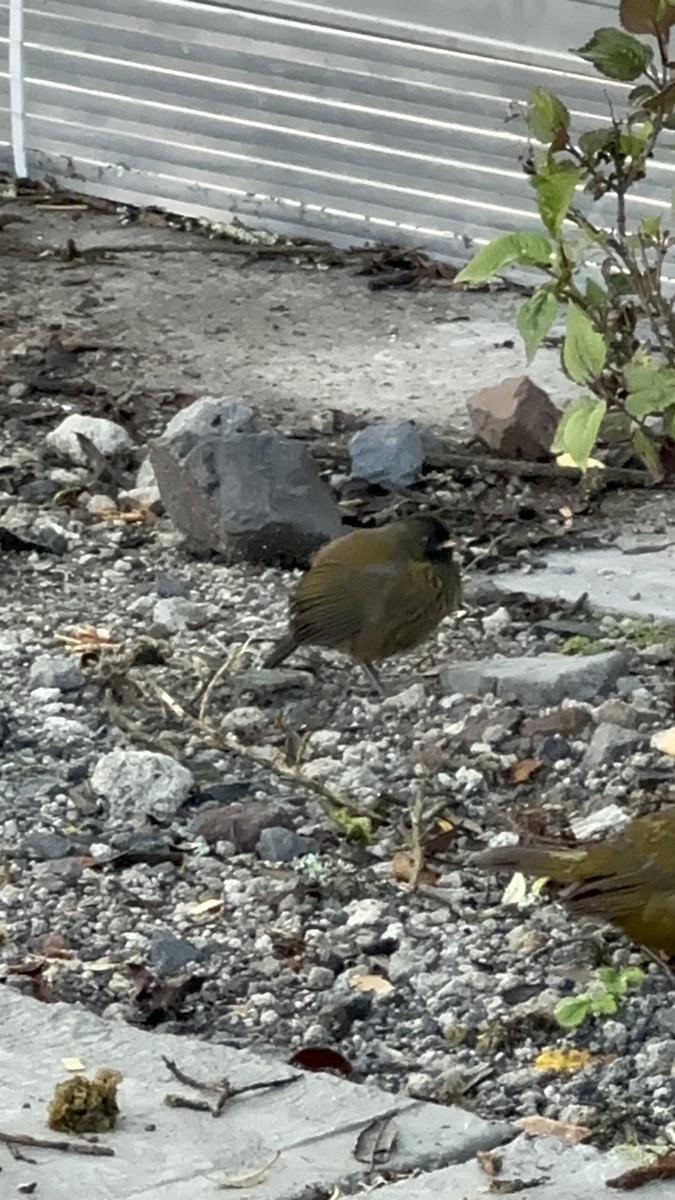 Large-footed Finch - ML620238339