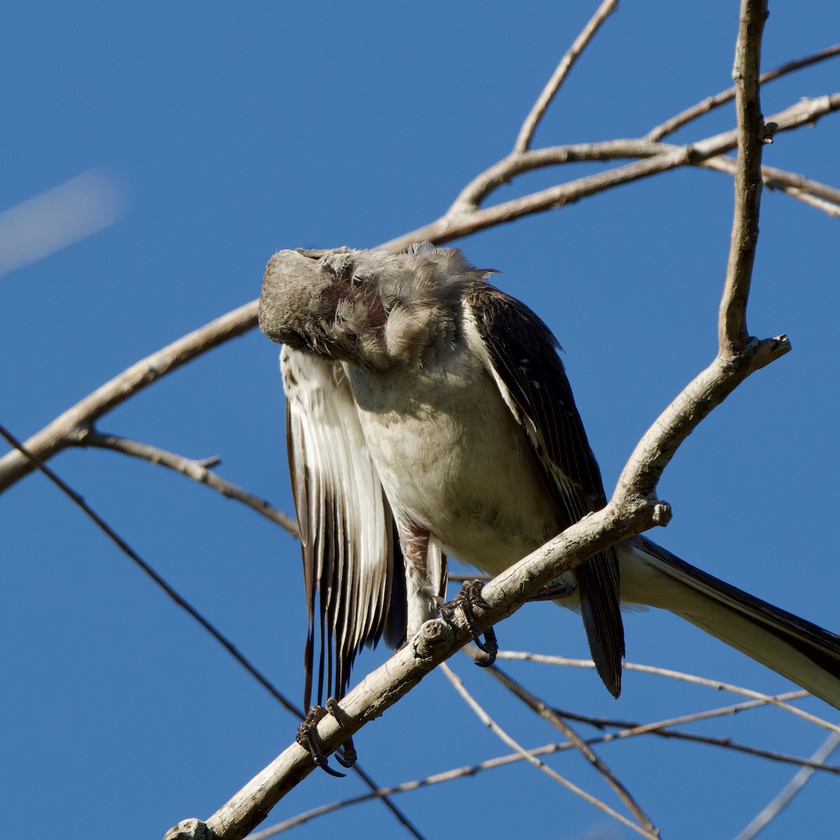 Northern Mockingbird - ML620238341