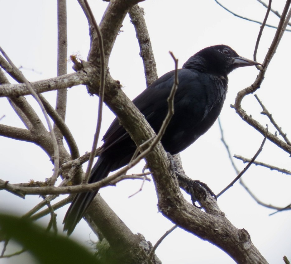 Melodious Blackbird - ML620238347