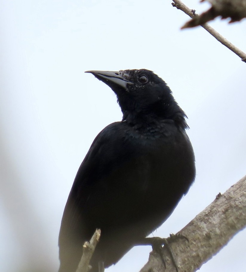 Melodious Blackbird - ML620238348