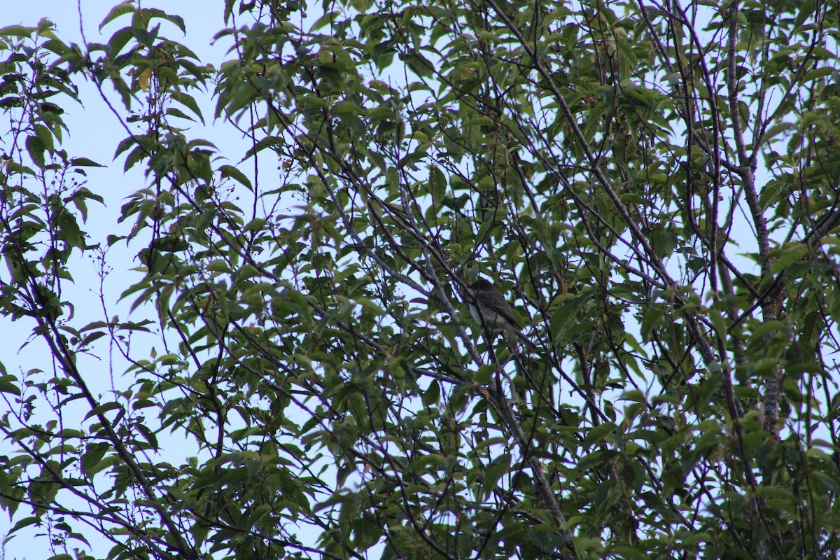 Eastern Phoebe - ML620238357