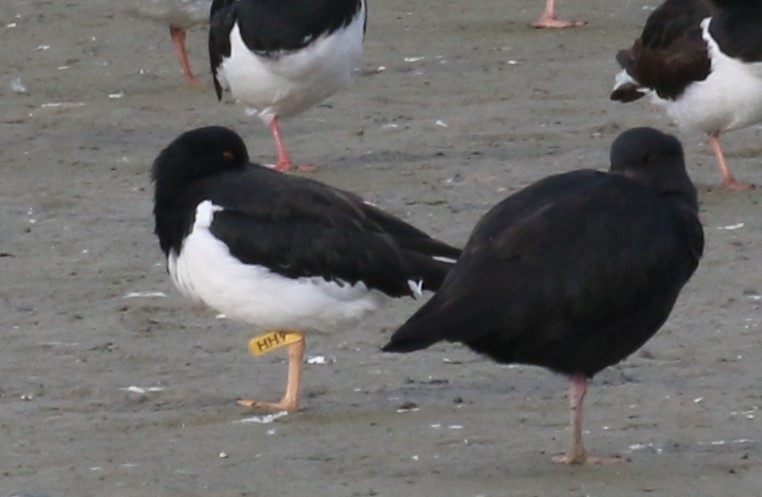 South Island Oystercatcher - ML620238358