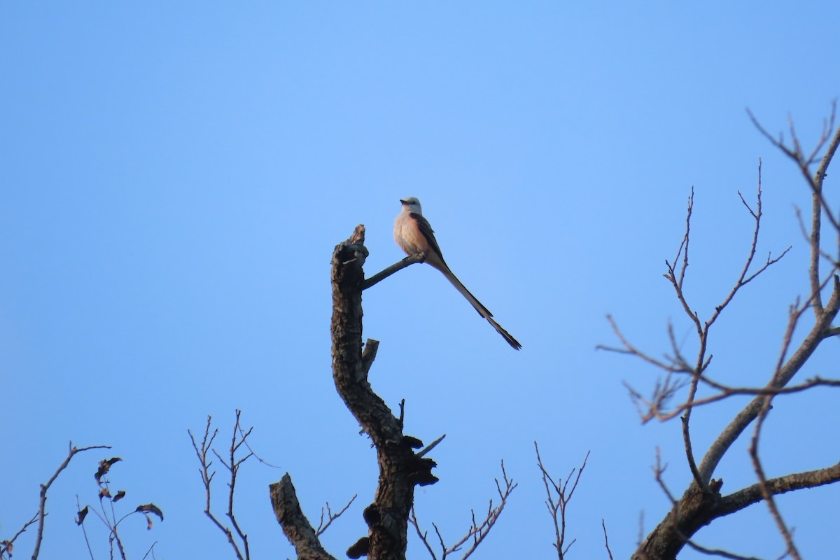 Scissor-tailed Flycatcher - ML620238365