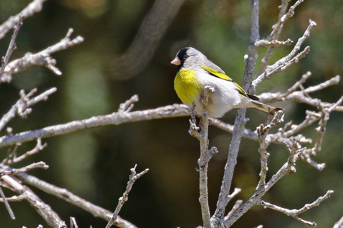 Lawrence's Goldfinch - ML620238369