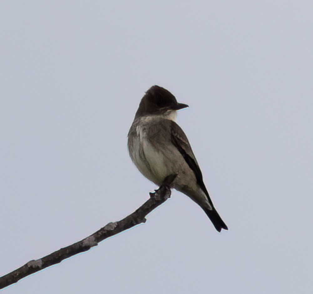 Olive-sided Flycatcher - ML620238377