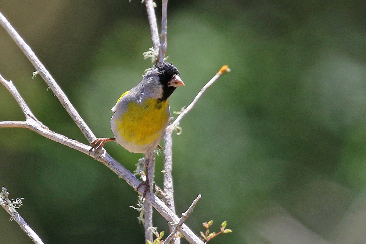 Lawrence's Goldfinch - ML620238385