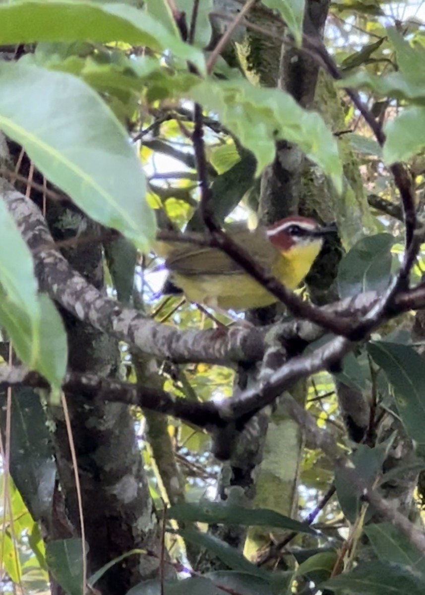 Chestnut-capped Warbler - ML620238391