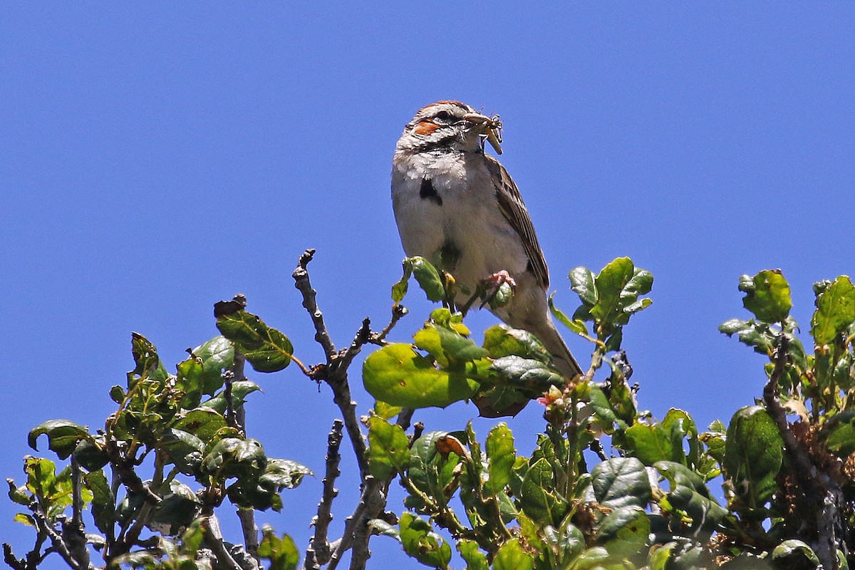 Lark Sparrow - ML620238398