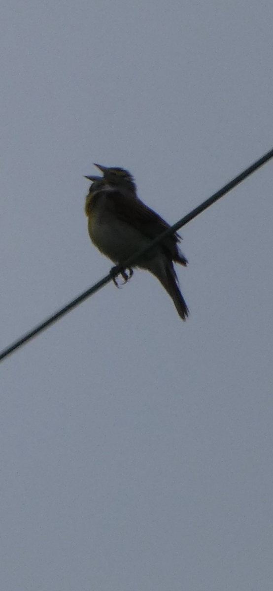 Dickcissel - ML620238405