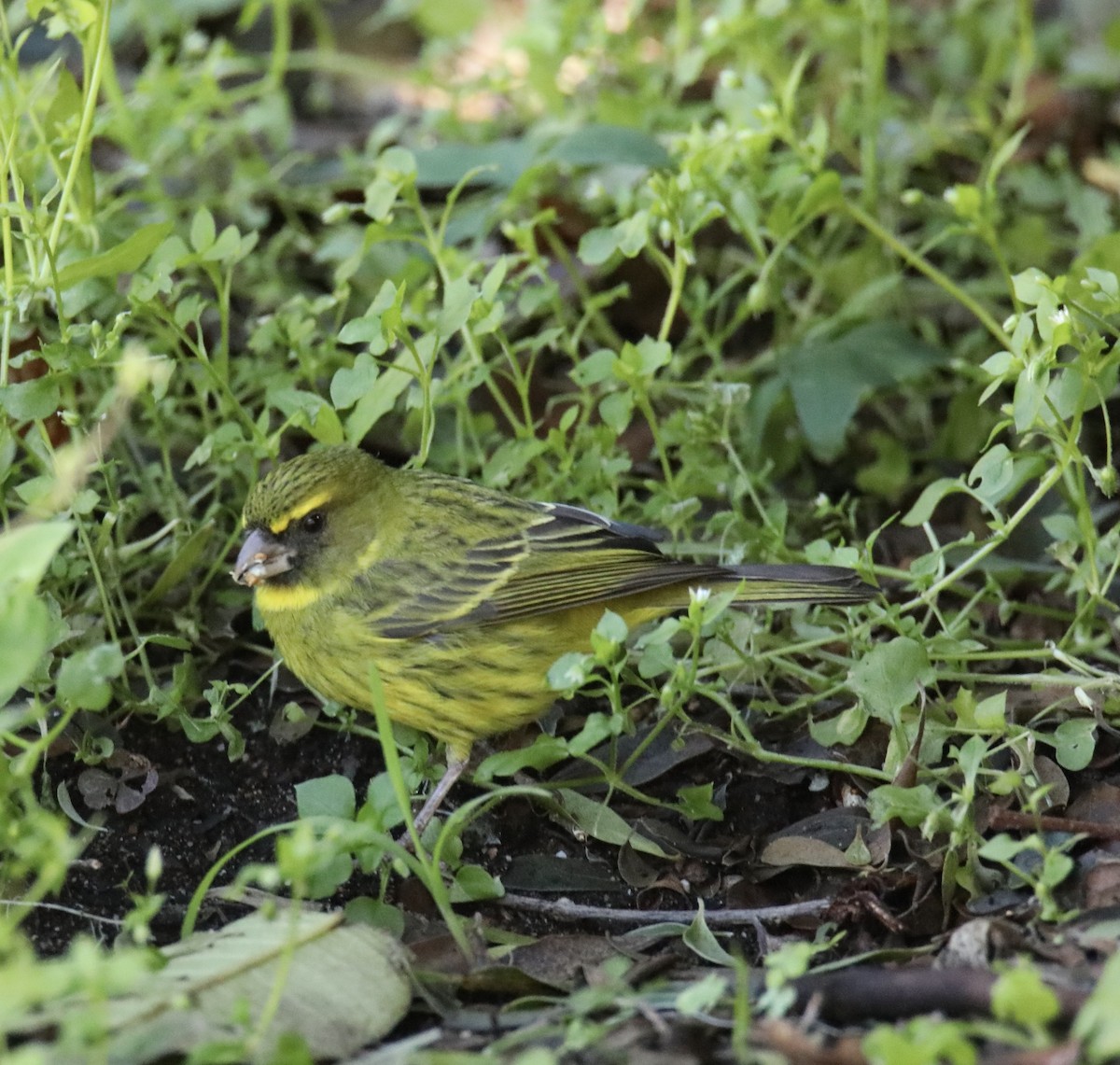 Forest Canary - ML620238409
