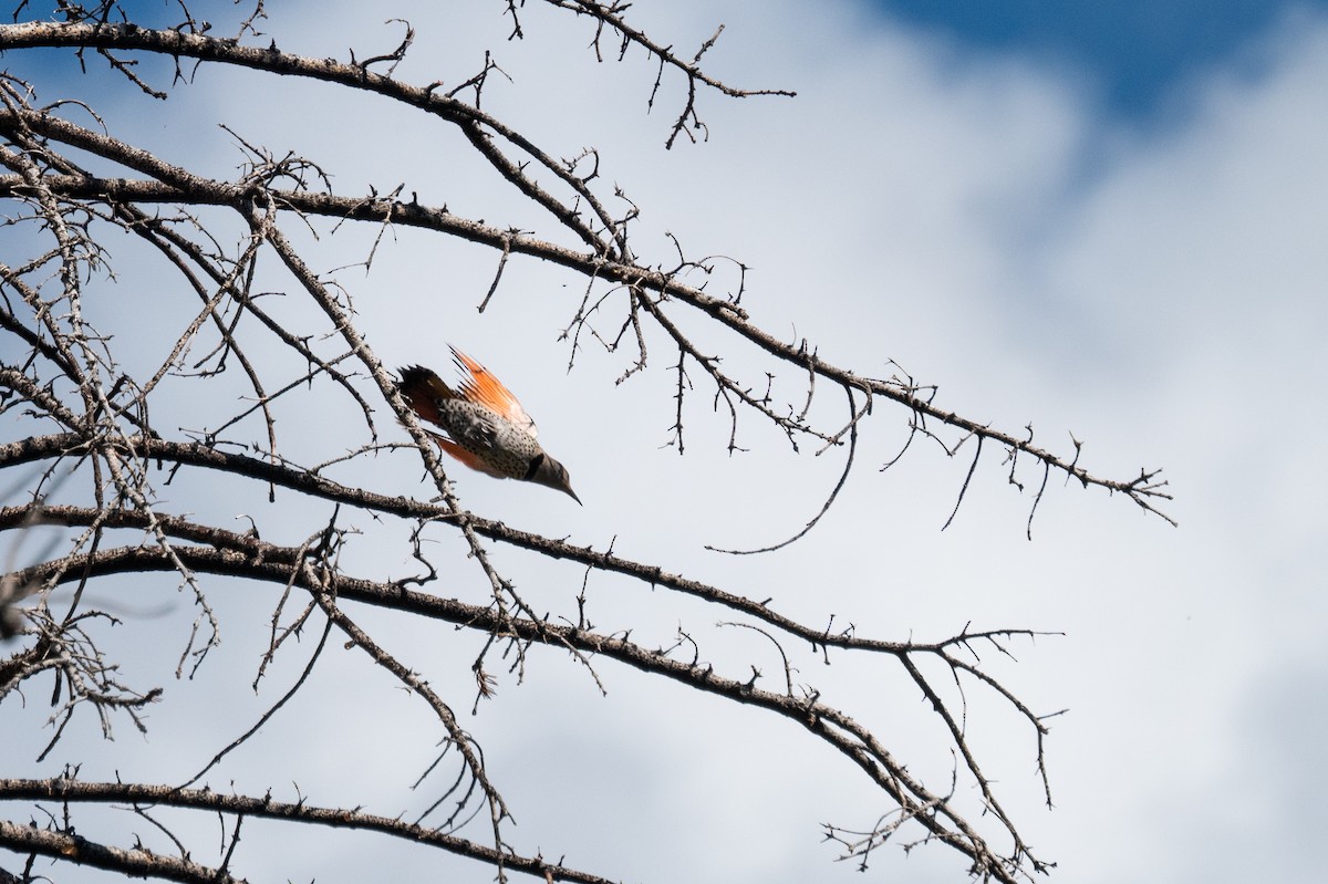 Northern Flicker - ML620238413