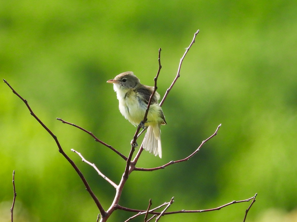 Bell's Vireo - ML620238419