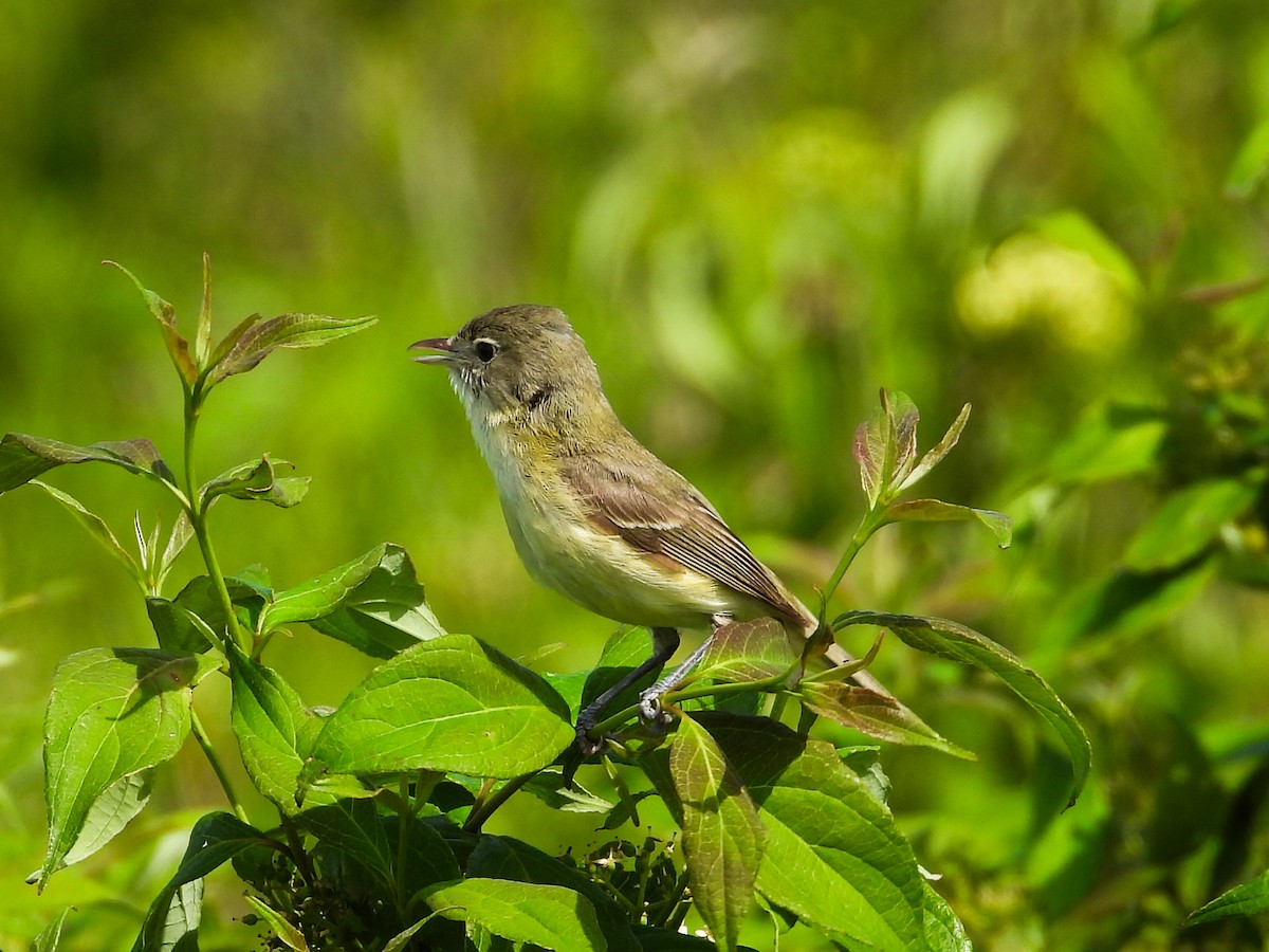 Bell's Vireo - ML620238425