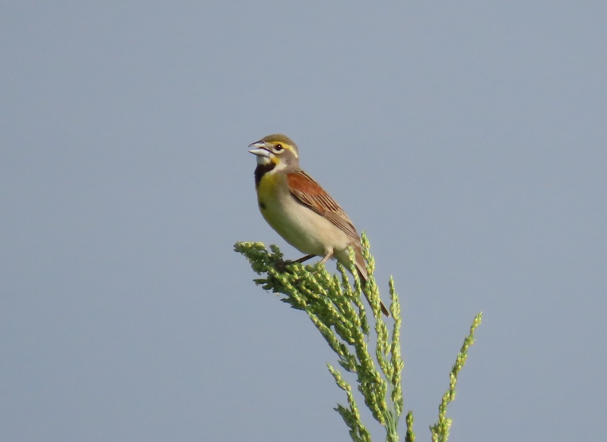 Dickcissel - ML620238437