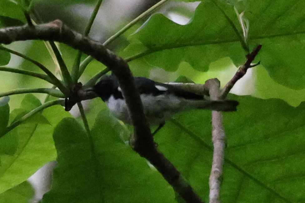 Black-throated Blue Warbler - ML620238439