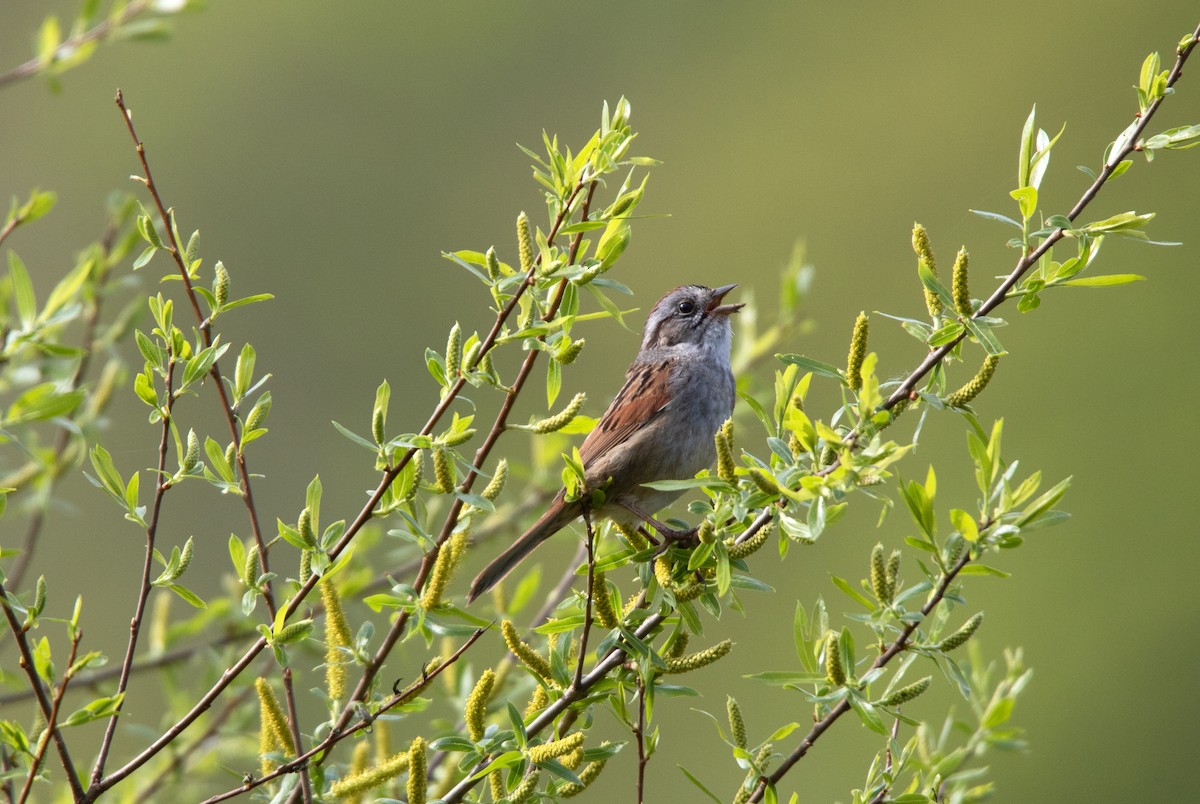 Swamp Sparrow - ML620238450