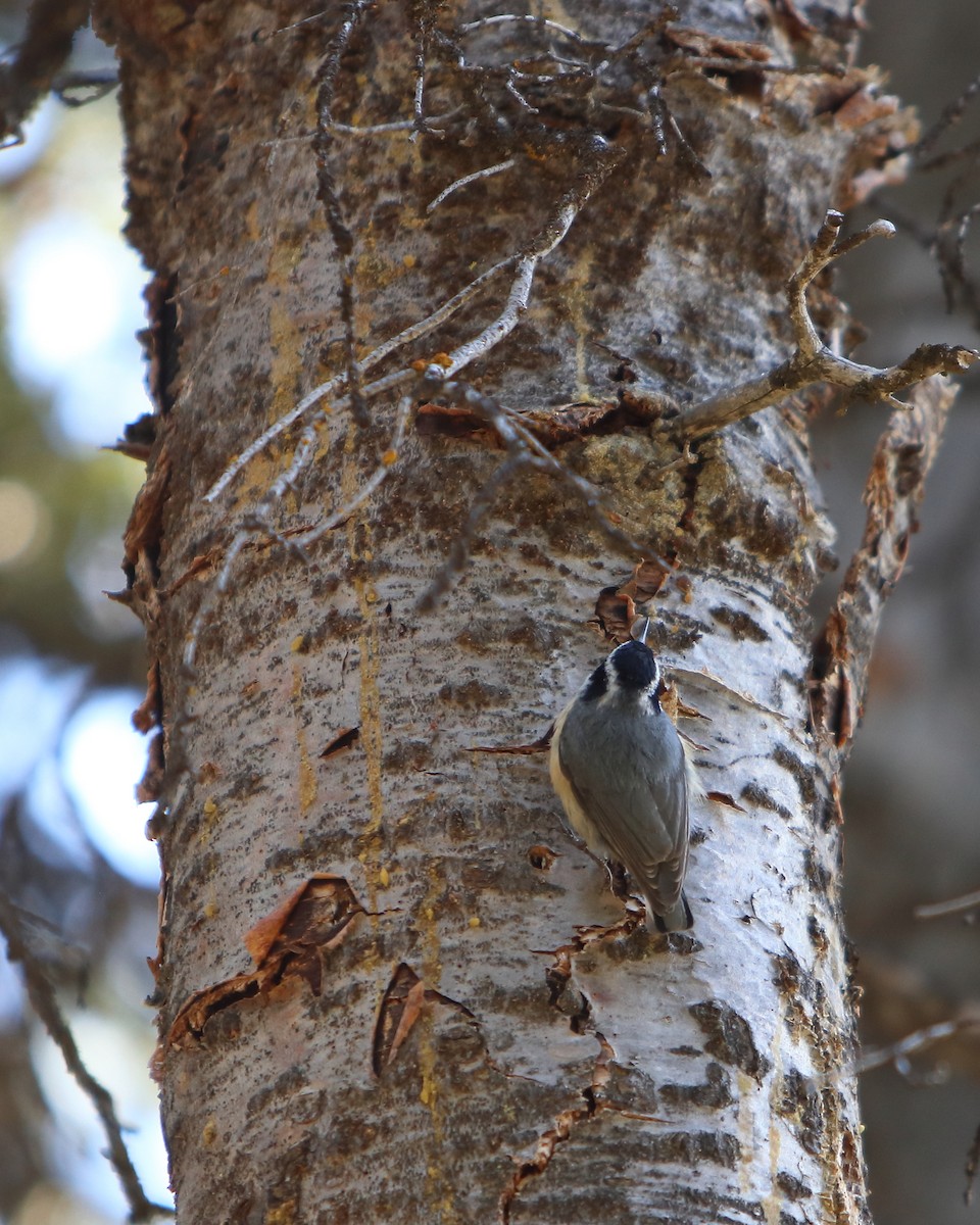 Red-breasted Nuthatch - Cullen Clark