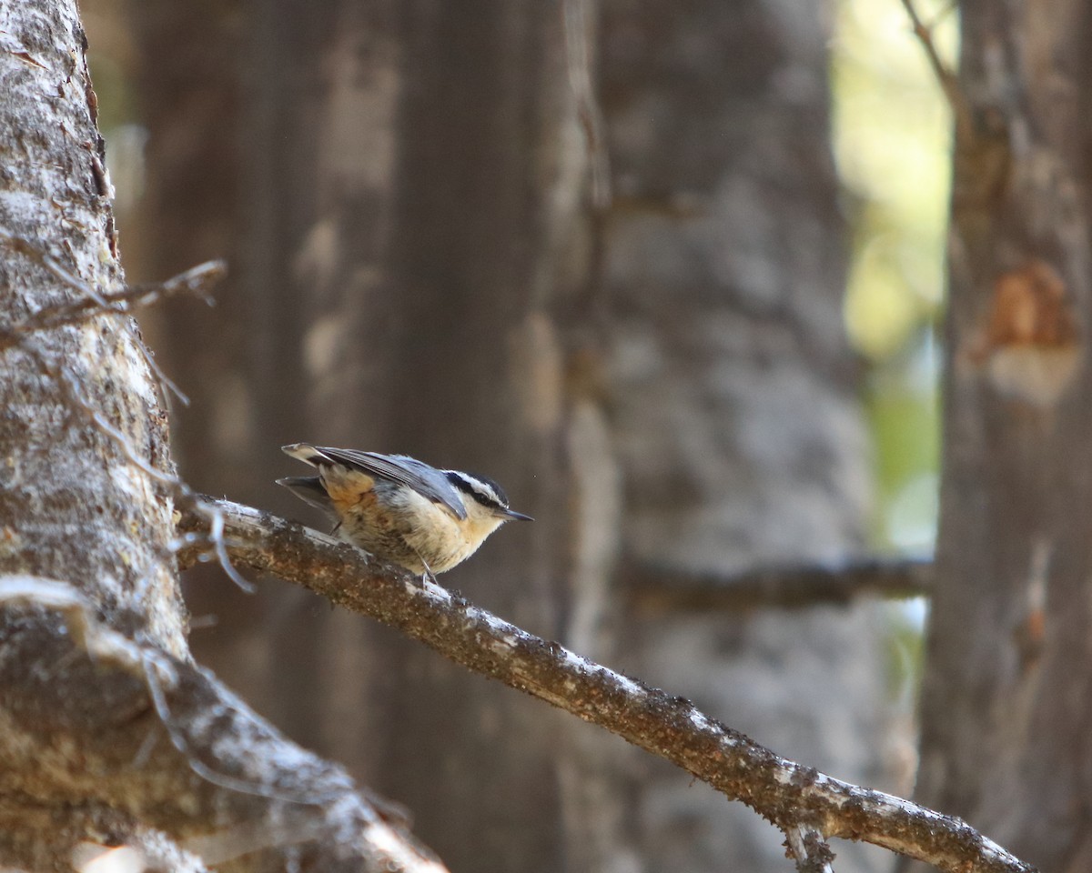 Red-breasted Nuthatch - ML620238457