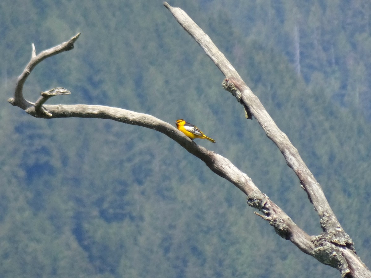 Bullock's Oriole - ML620238489