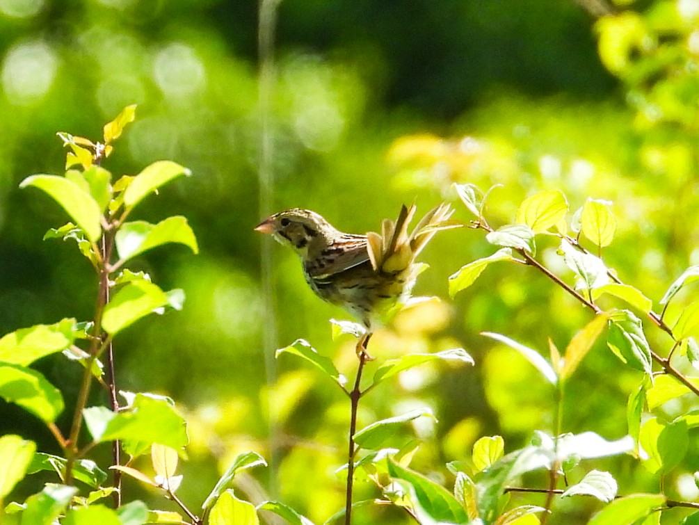 Henslow's Sparrow - ML620238490