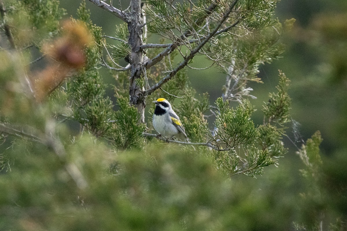 gullvingeparula/blåvingeparula - ML620238498