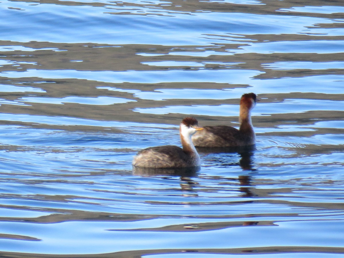 Titicaca Grebe - ML620238499