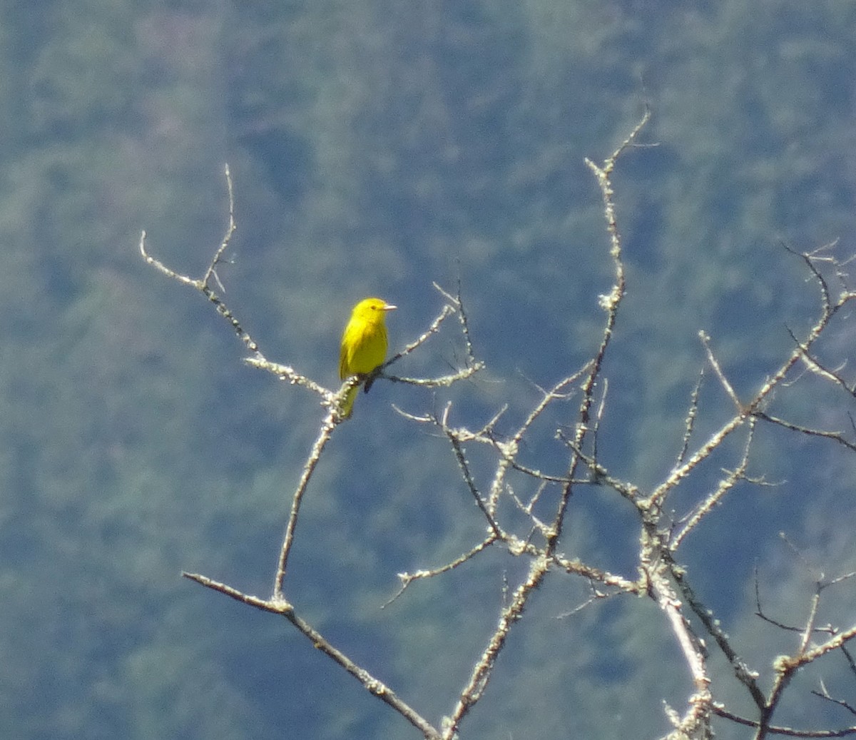 Yellow Warbler - ML620238504