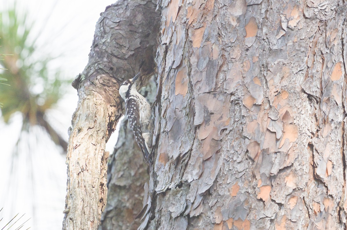 Red-cockaded Woodpecker - ML620238510