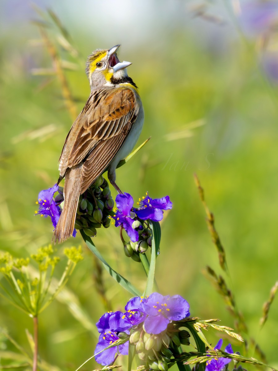 Dickcissel d'Amérique - ML620238515