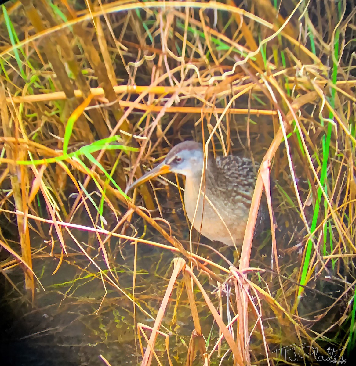 Clapper Rail (Gulf Coast) - ML620238521