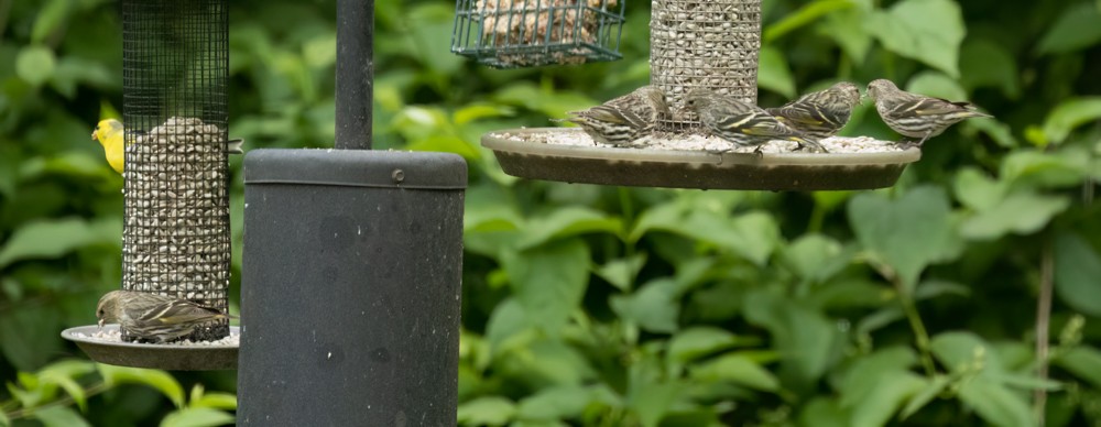 Pine Siskin - ML620238523