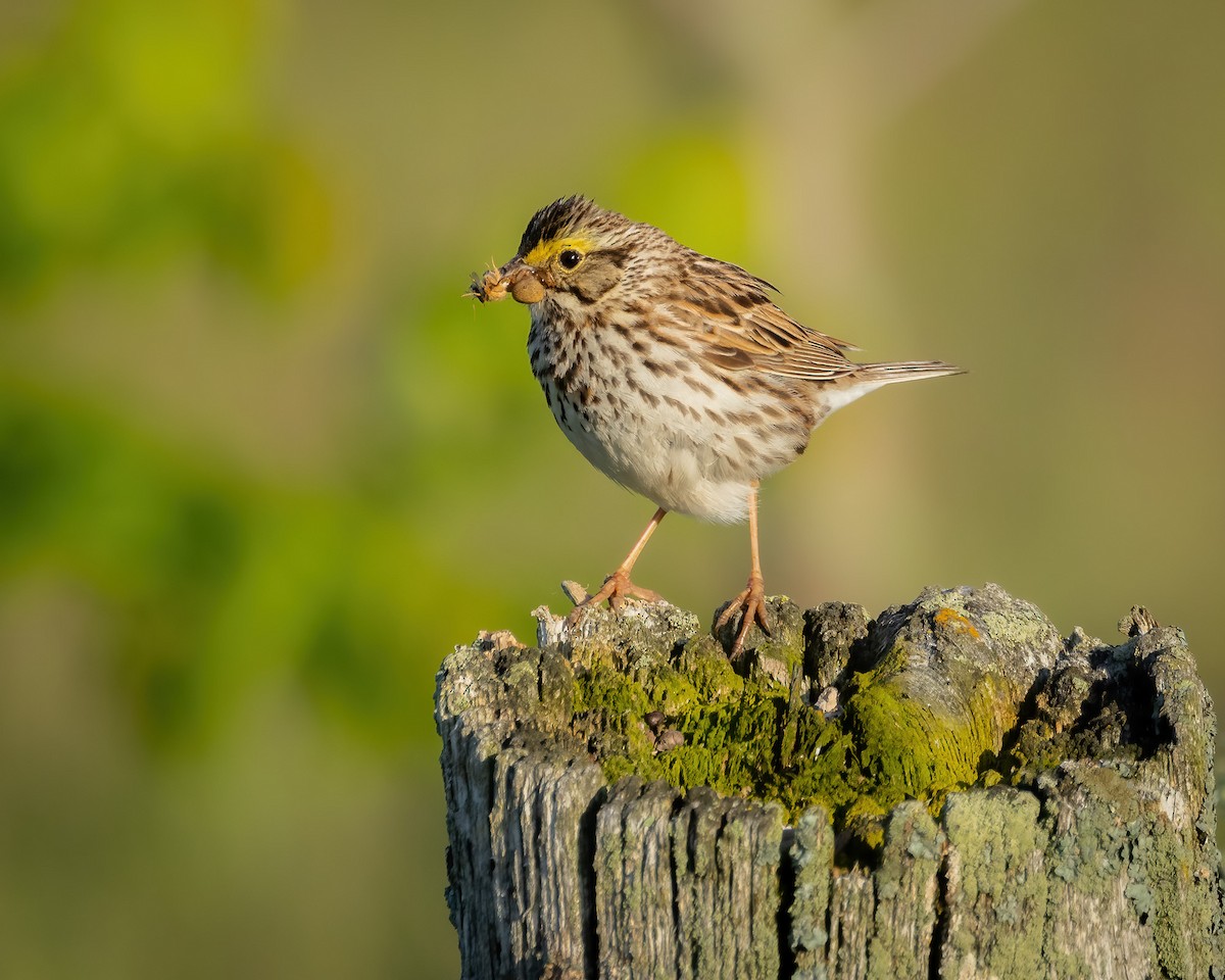 Savannah Sparrow - ML620238525