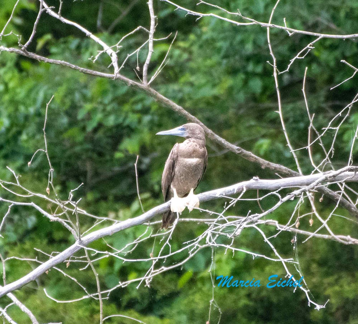 Brown Booby - ML620238531
