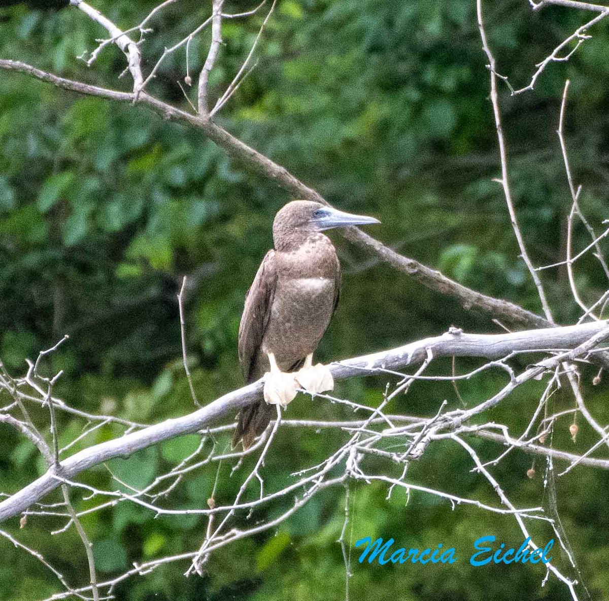 Brown Booby - ML620238538