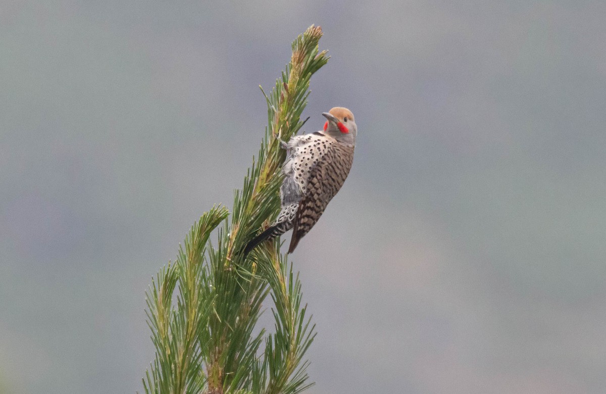 Northern Flicker - ML620238539