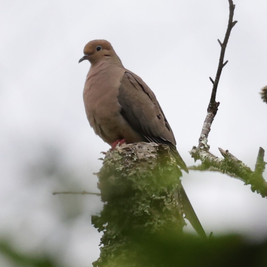 Mourning Dove - ML620238563